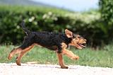AIREDALE TERRIER 341